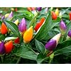 Seeds Vegetable Ornamental Pepper Mix Indoor Decorative Rainbow Plant - 30 Seeds