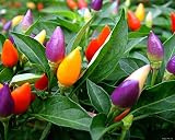 NIKA SEEDS - Seeds Vegetable Ornamental Pepper Mix Indoor Decorative Rainbow Plant - 30 Seeds