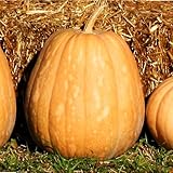 TomorrowSeeds - Dickinson Pumpkin (Kentucky Field) Seeds - 20+ Count - for 2026 Planting Patch Pumpkins Field Winter Squash Non-GMO Heirloom USA Garden Vegetable Summer Grow Your Own Home Farm Patio