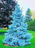 1 Colorado Blue Spruce Live Seedling – Picea pungens glauca Evergreen Tree for Planting – Live Starter Tree for Privacy, Windbreak, Landscaping – Cold Hardy Blue Needle Conifer