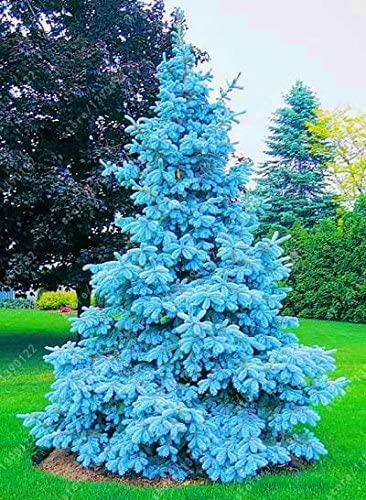 Colorado Blue Spruce Live Seedling – Picea pungens glauca Evergreen Tree for Planting – Live Starter Tree for Privacy, Windbreak, Landscaping – Cold Hardy Blue Needle Conifer