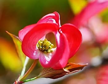 Dogwood Sex жүктеп алыңыз Dogwood Sex жүктеп алыңыз