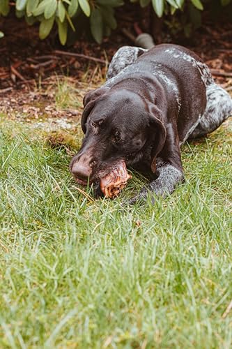 DIBO Schweineohren, 10 Stück im Beutel, der kleine Naturkau-Snack oder Leckerli für Zwischendurch, Hundefutter, Qualitätskauartikel ohne Chemie