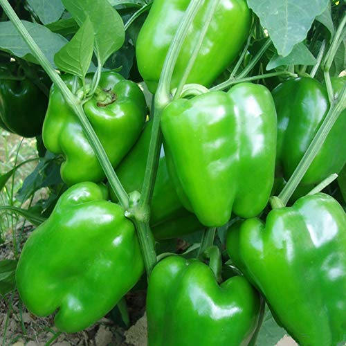 100 Stks/zak Hot Pepper Zaden Zoete NonGMO Multicolors Kruiden Tuin Zaden voor Binnenplaats Mix Kleur Hot Pepper Zaden… - Afbeelding 4
