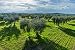 Retamar Aceite con Alma - Aceite de Oliva Virgen Extra Ecológico de...