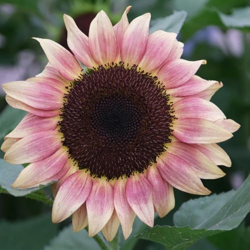 semillas de girasol ornamentales decoración girasol perenne resistentes para el jardín cubierta perenne resistente de balcón 800pcs