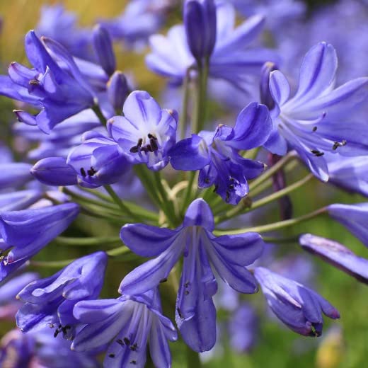 AGAPANTHUS Sea Storm. The Nile Lily