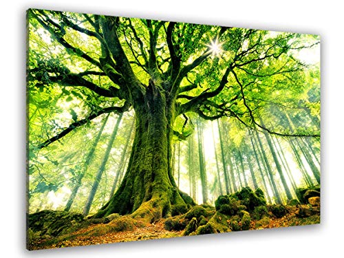 Hexoa Tableau Nature l 'hêtre de ponthus - Made in France - Toile imprimée - 80x50