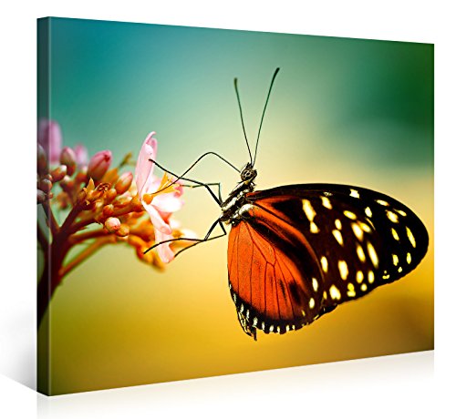 Gallery of Innovative Art Impresión artística sobre Lienzo de Mariposa en Flor de 100 x 75 cm, Marco de Madera de 2 cm para Dormitorio y salón, Lona, Butterfly On Flower, 75 x 100 cm