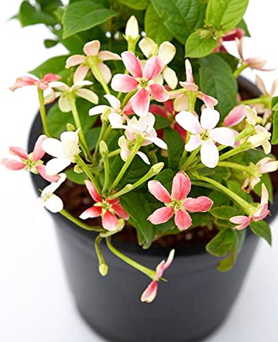 Vatikalive Madhu malti plant (B09Q8CVYW8) Amazon Price History, Amazon Price Tracker