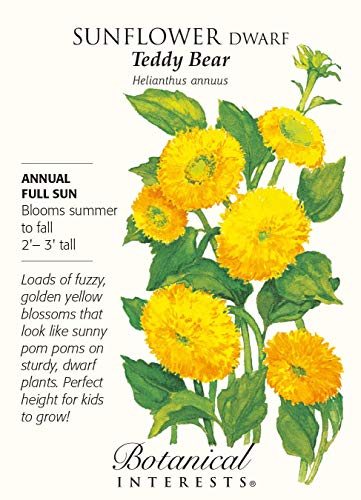 Teddy Bear Sunflower Seeds - 1 Gram - Helianthus Teddy Bear Sunflower Seeds - 1 Gram - Helianthus
