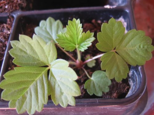 100 Vesca Baron Strawberry Solemacher Berry Fragari Fruit Seedscomb S/H #TOP4