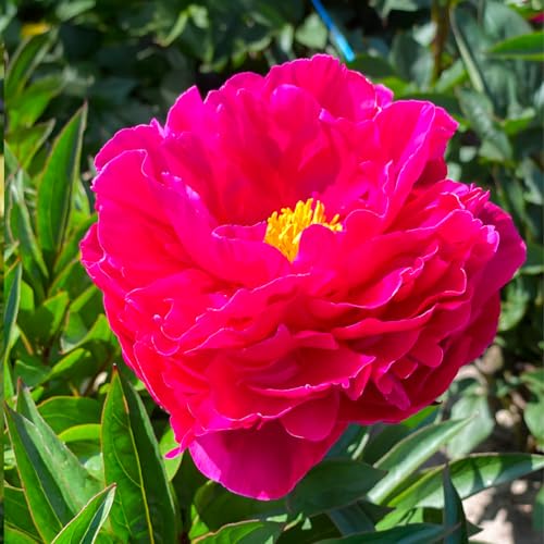 Bulbi (Radici nude) di PAEONIA | Bulbi provenienti dai migliori produttori Olandesi | Esclusiva selezione e controllo qualità | Fioritura garantita. (1 Peonia Lactiflora - Erbacea KARL ROSENFIELD)