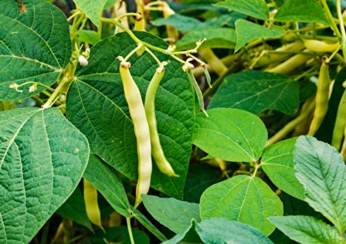 Organic Navy Beans, 25 Pounds – Non-Gmo Verified, Kosher, Raw, Vegan, Dried White Navy Beans In Bulk From Food To Live. High In Protein And Dietary Fiber #TOP7