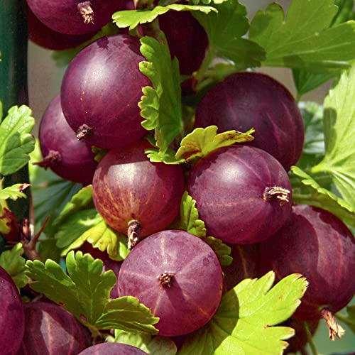 Gooseberry Plants Ribes Uva Crispa Captivator | Plants Outdoor Garden Ready Hardy Shrubs Bush | Juicy Fruit Trees for the Garden UK in 9cm Plant Pot (20-30cm Incl. Pot)
