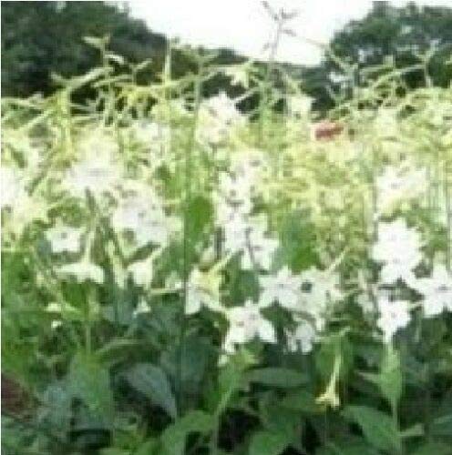 Flower - Nicotiana Affinis - 2500 Seeds Cover