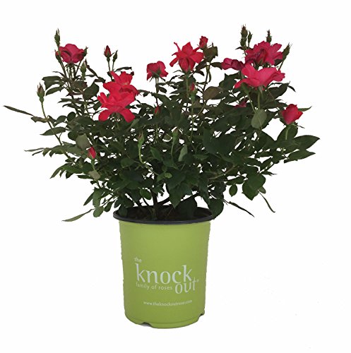 Star Roses Knockout Series 15048 Knockout Rose, 19cm, Red