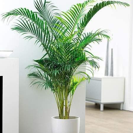 CHITAANSH Kuberaa Areca Palm Air Purifier Natural Plant 37" With Beautiful White Pot 10" & Colour Full Pebbles Best Decoration For Home Outdoor & Indoors (Large) (B09C7F8Z5Z) Amazon Price History, Amazon Price Tracker