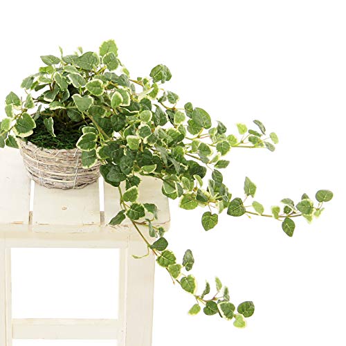 造花ドットコム プレミアム 光触媒 フェイクグリーン 「リアル プミラ