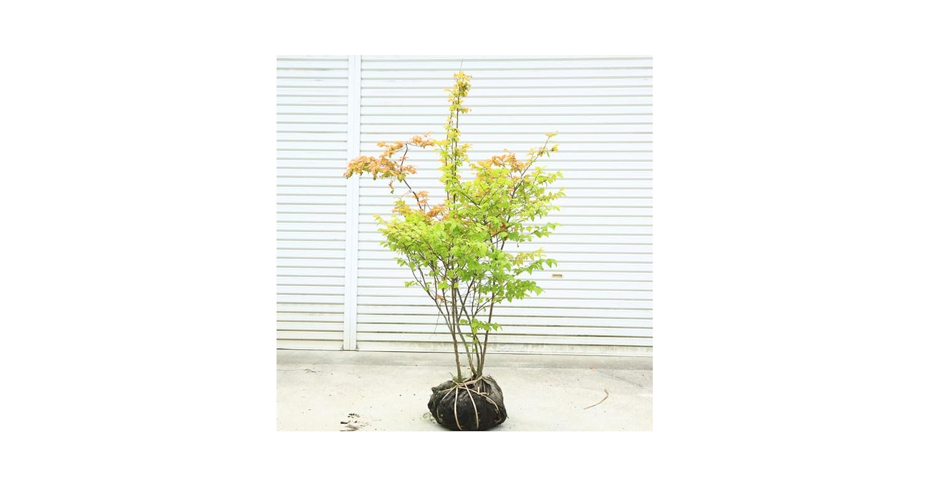 ナツハゼ　　A227 ナツハゼ | Arboretum