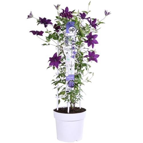 Clematis Natural Enredadera de Exterior Perfecta para Principiantes