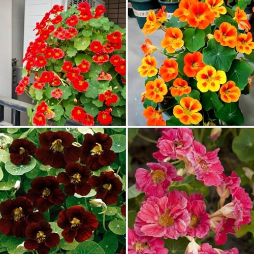 85+ Nasturtium Seeds, Tropaeolum Majus, Vibrant Mixed Colors, Edible, Low