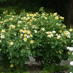 Amazon | バラ苗 【シャトードゥシュベルニー】 (新苗) シュラブ 半