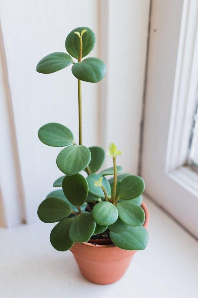 LITTLE JUNGLE Peperomia Green - Healthy Live Plants with White Pots, Air Purifying Plant, Indoor Plants with pots for home (B094DBN167) Amazon Price History, Amazon Price Tracker