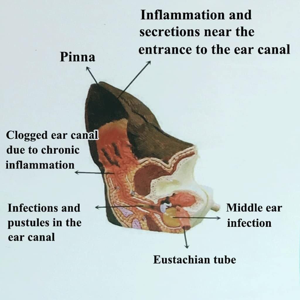 Dog Ear Anatomical Model, Skeleton Model Anatomical Model, Organ Model