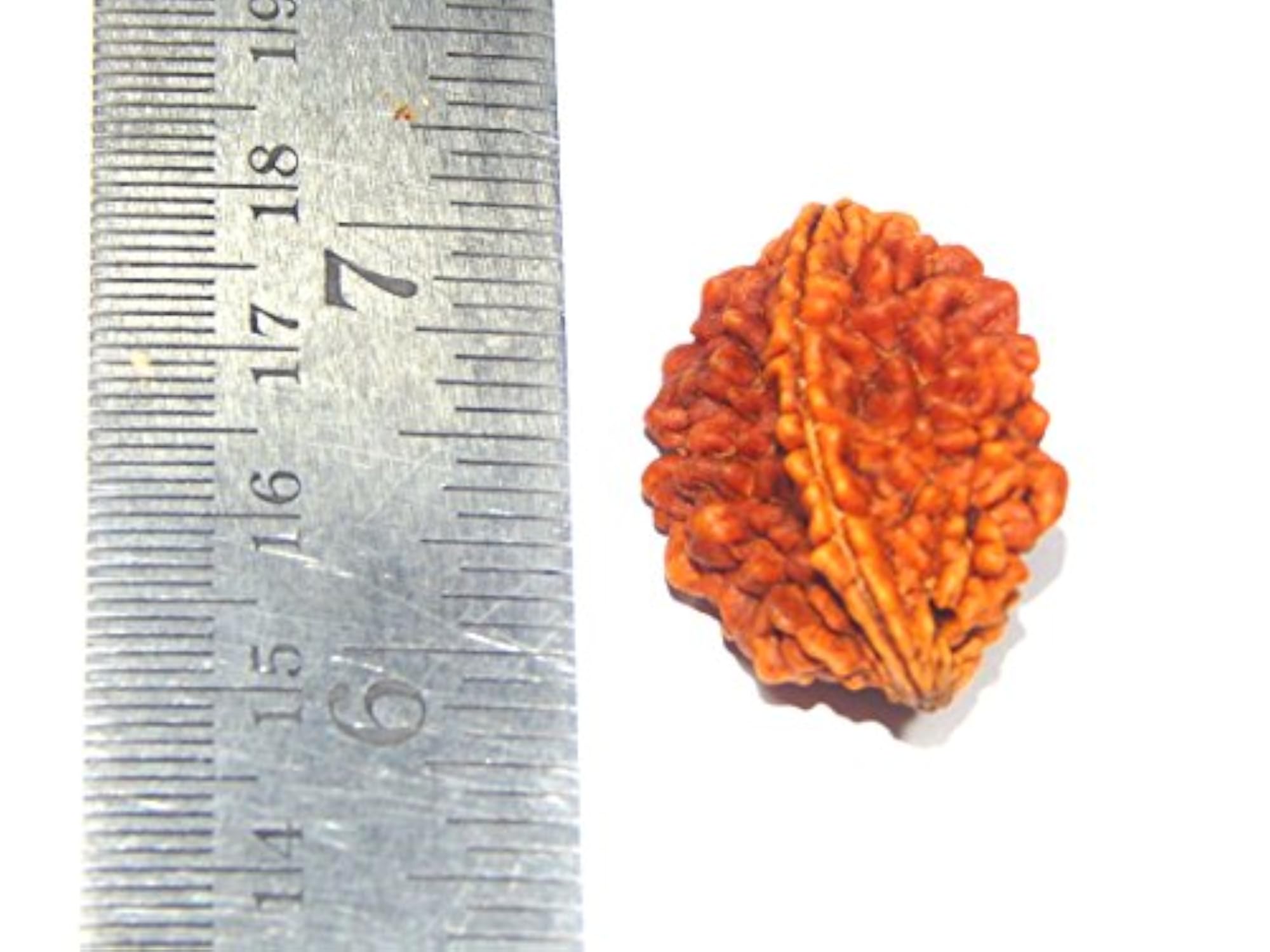 Two Mukhi Rudraksh Nepal Bead for Pooja