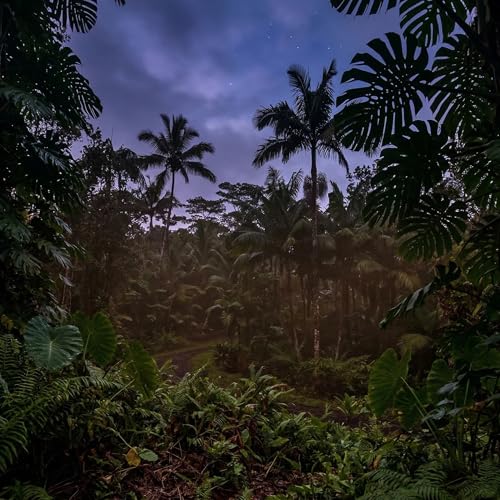 10h Relaxing COQUI Sounds | Real Nature ASMR | Sleep Aid | HAWAII NIGHT | NO ADS