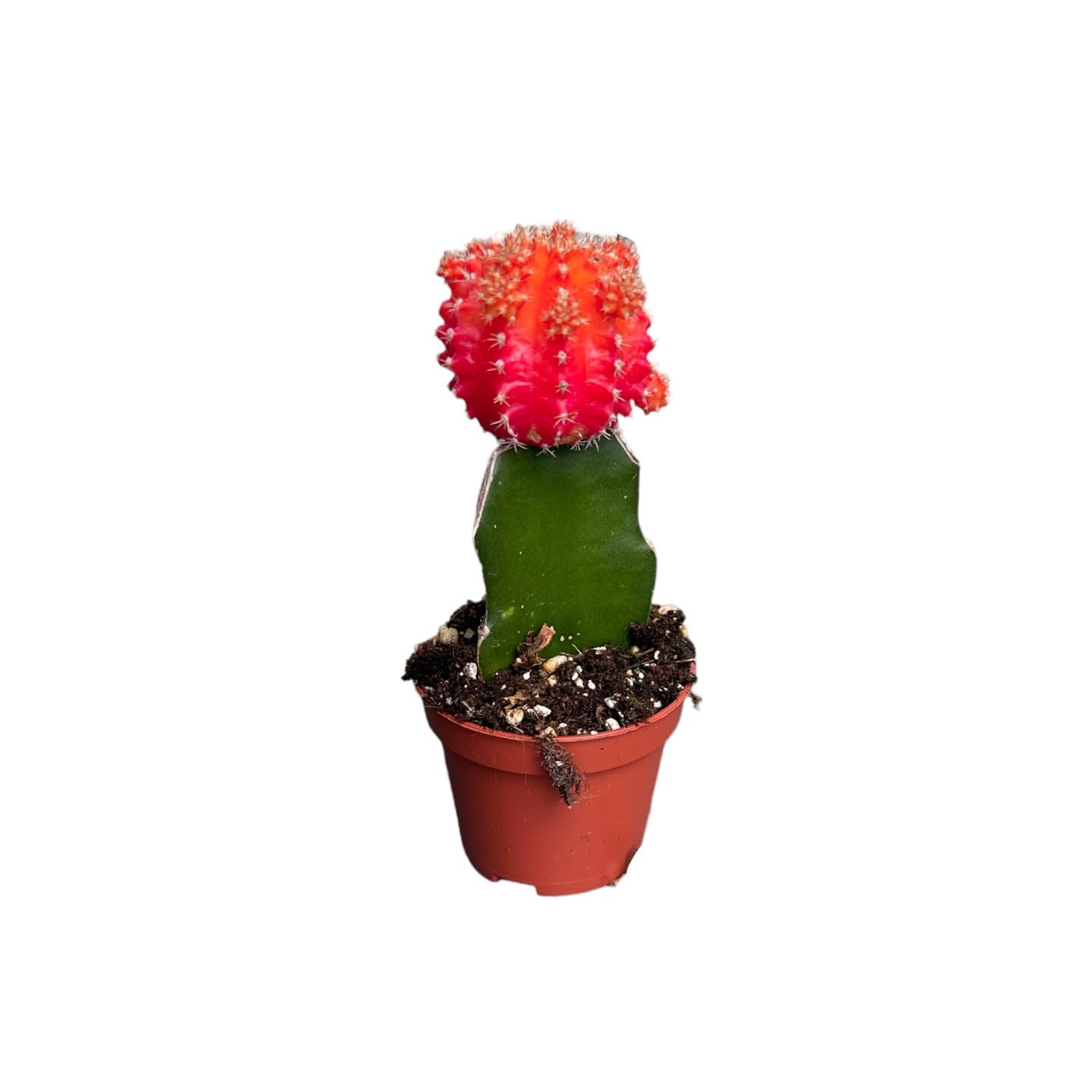 image cactus Baby Cacti & Succulents Assortment main image 0