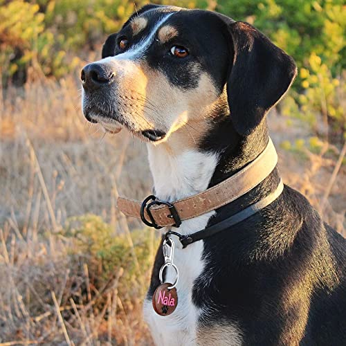 Molain Dog Tag Clips With Keychains, Durable Dog Id Tag With Tag Rings Stainless Steel Pet Tag Clip For Large Dogs Collar Harnesses 1.3 X 0.6 In 6 Clips 18 Rings #TOP30