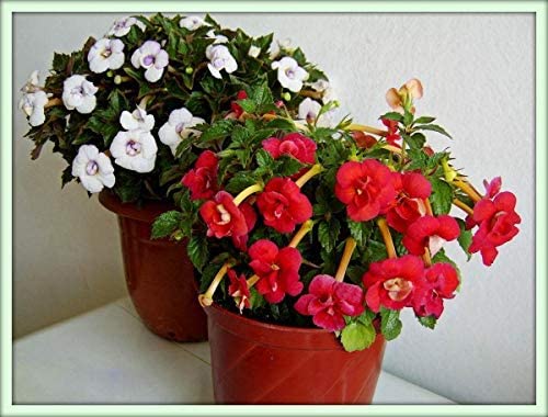 Achimenes Big Size Flower Bulbs for Home Gardening Pack of 2 bulbs By Zabbus (B0BZ1SPLQM) Amazon Price History, Amazon Price Tracker