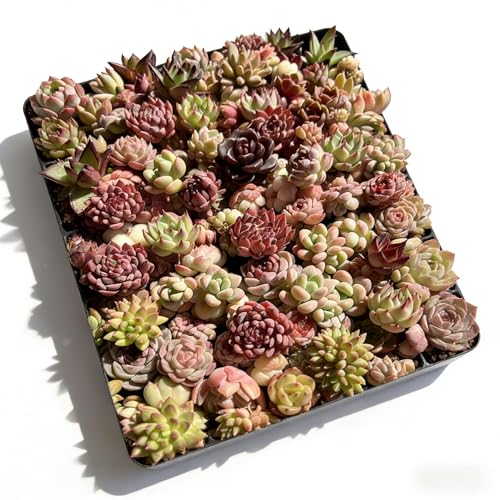 Generic 100-pack bare root succulents