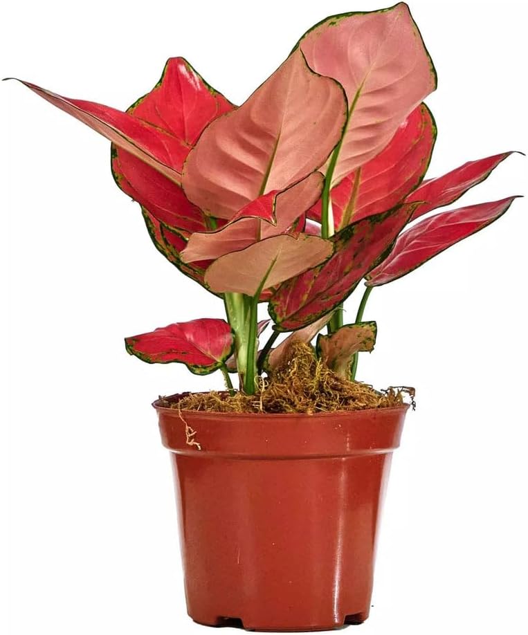 Spring Rose Souq Aglaonema Pink Plant – Air Purifying, Low Maintenance, Long Lasting Foliage, Stress Relief, Pet-Friendly & Non-Toxic– Ideal for Offices, Living Rooms, Bedrooms & Indoor/Outdoor Spaces