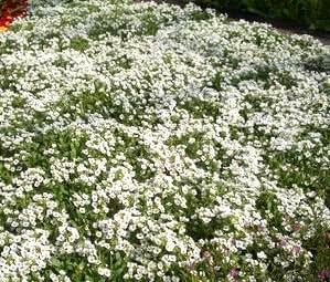 Non GMO Alyssum, Carpet of Snow Flower Seeds Lobularia maritima (5 Lb)