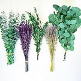 Fortunate Flower 120+ Pcs dried lavender and eucalyptus for Shower, Fresh Eucalyptus Plant Live Lavender Plants for Inside, Real Lavender Flowers Bundles Bouquet Dried Eucalyptus Stems Leaves for Vase