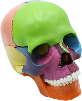 Detachable Colorful Human Skull Model, Life Size Skeleton Head Skull Model Includes 15 Parts, Medical Skull Anatomical Model for Learning, Teaching or Display
