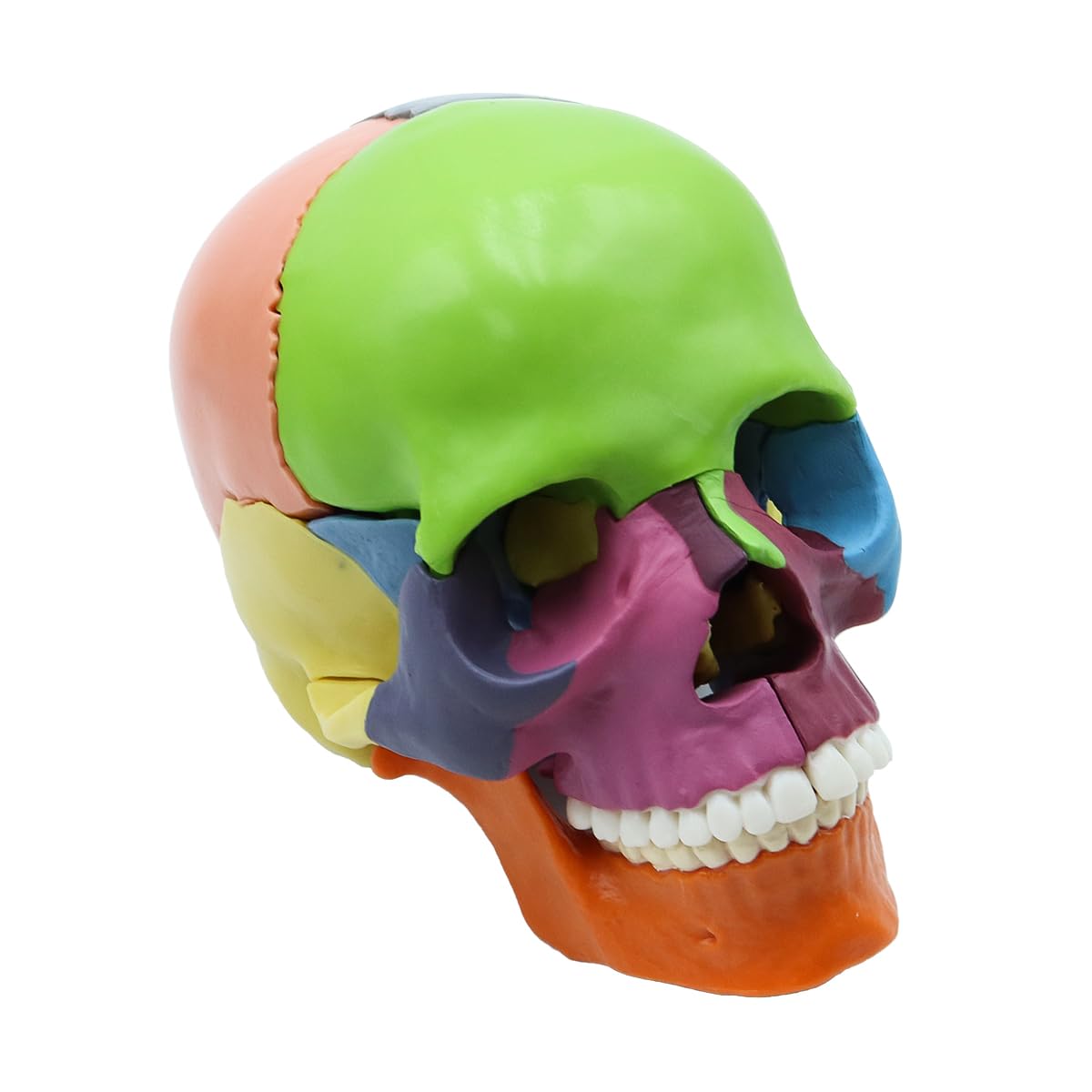 Modello di Teschio Umano Colorato Rimovibile, Modello di Cranio Scheletro a Grandezza Naturale Include 15 Pezzi, Modello di Anatomia del Cranio Medico per Apprendimento