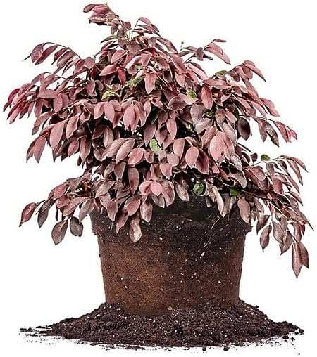 Ruby Loropetalum – Ornamental Evergreen Shrub with Deep Pink Flowers and Rich Burgundy Foliage (1 Gallon/Single Plant/Potted)