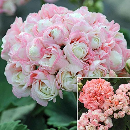 Mifutu Seed Sand Plants 10pcs Geranium Seeds Apple Blossom Rosebud Pelargonium Potted Balcony Plant Buy Online In Faroe Islands At Desertcart