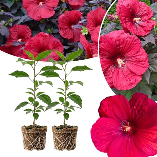 2 Red Hibiscus Live Plants