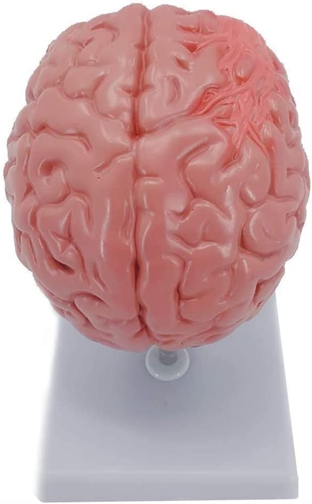 Tryb Nauczania Anatomii, Tryb Montażu Chorób Mózgu Ludzkiego, Tryb Anatomii Neurochirurgii, Tryb Nauczania Patologii Krwotoków Mózgowych