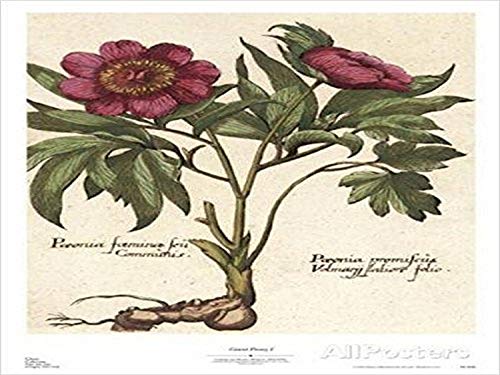 buyartforless Giant Peony I by Ludwig Van Houtte 24x18 Art Print Poster Botanical Hand Colored Engraving Reproduction