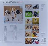  CALENDARIO DA MURO 2020 TAVECCHI CANI E CUCCIOLI FORMATO 30X30 CON SPIRALE