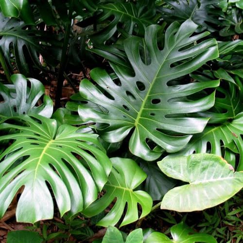 Genérico, Muda de Costela De Adão 20 a 40cm AMK - Plantas Online