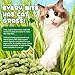 NBTREKTIE 180g/6.4oz Cat Grass Dental Treats for Hairball Control, Natural Teeth Cleaning & Fresh Breath, Crunchy Catnip Flavored Biscuits with Barley Grass, Cat Training Rewards for All Breeds