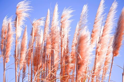 Cortaderia selloana Ziergras Stauden im 1 Liter Topf – 2 Stück