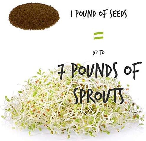 Sprouting Seed Super Sampler- Organic- 2.5 Lbs Of 10 Different Delicious Sprout Seeds: Alfalfa, Mung Bean, Broccoli, Green Lentil, Clover, Buckwheat, Radish, Bean Salad & More #TOP4